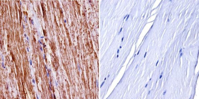 nNOS Antibody in Immunohistochemistry (Paraffin) (IHC (P))