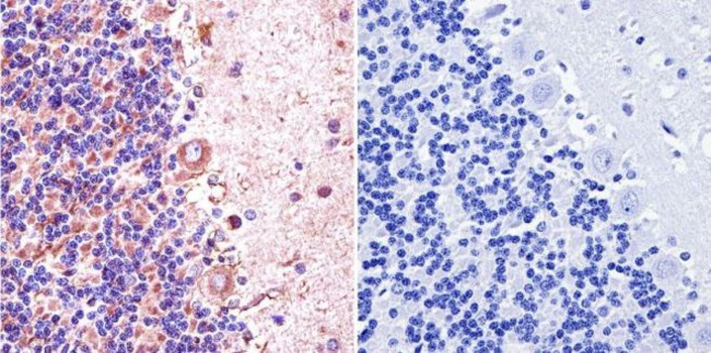 nNOS Antibody in Immunohistochemistry (Paraffin) (IHC (P))