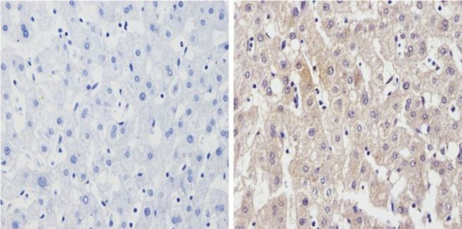 Cyp4a10 Antibody in Immunohistochemistry (Paraffin) (IHC (P))