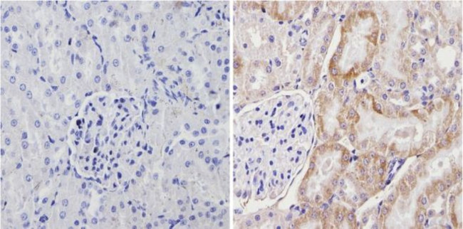 Cyp4a10 Antibody in Immunohistochemistry (Paraffin) (IHC (P))