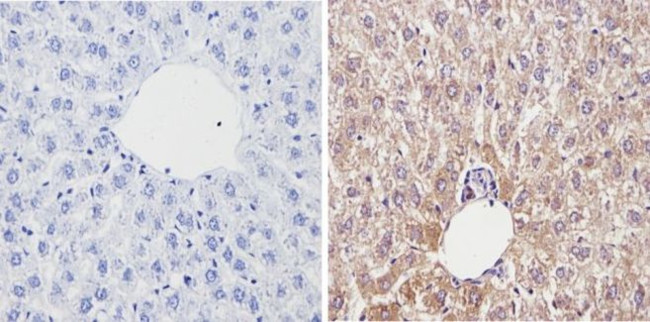 Cyp4a10 Antibody in Immunohistochemistry (Paraffin) (IHC (P))