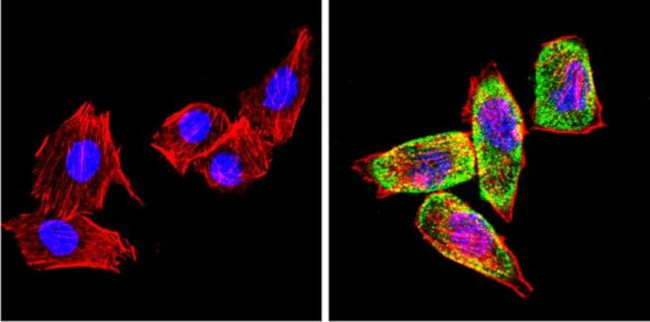 CYP2C11 Antibody in Immunocytochemistry (ICC/IF)