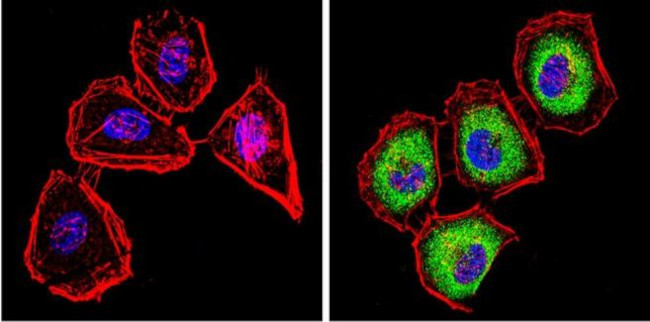 CYP2C11 Antibody in Immunocytochemistry (ICC/IF)