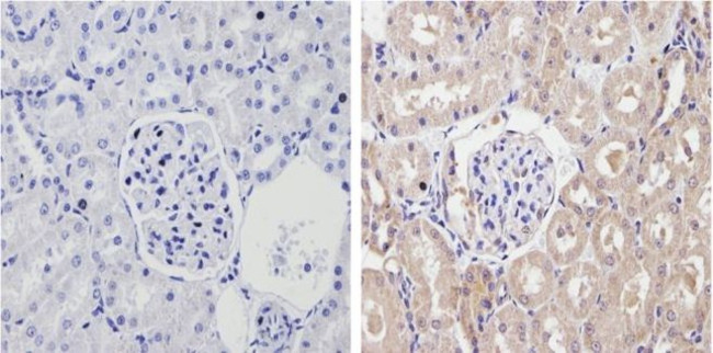 CYP2C11 Antibody in Immunohistochemistry (Paraffin) (IHC (P))