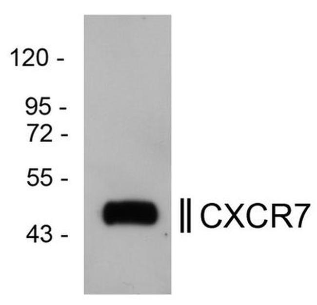 CXCR7 Antibody in Western Blot (WB)