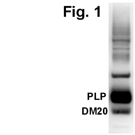 PLP1 Antibody in Western Blot (WB)