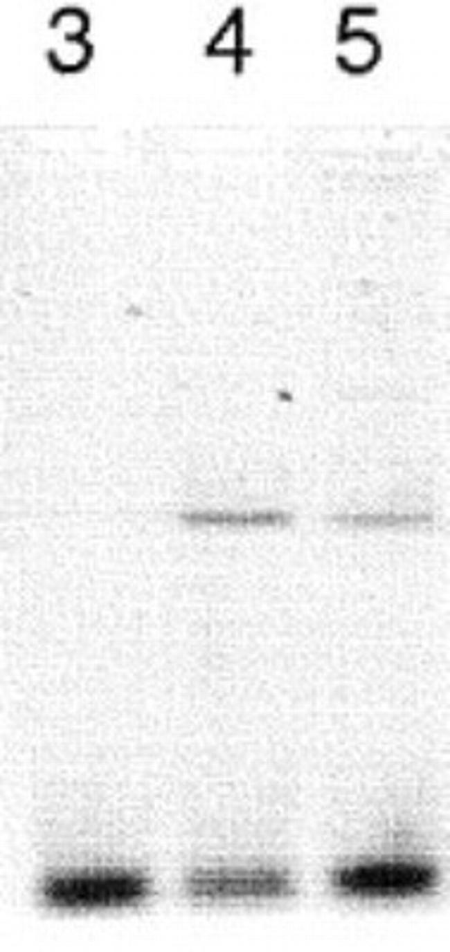 CLOCK Antibody in Western Blot (WB)