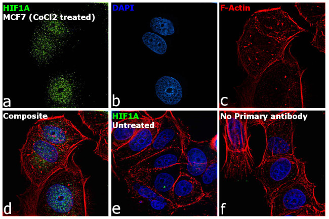 HIF1A Antibody in Immunocytochemistry (ICC/IF)