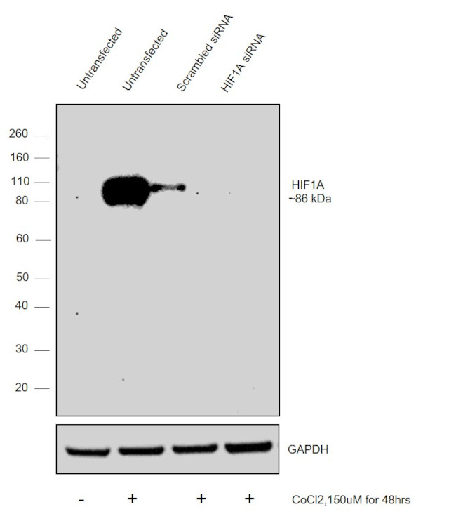 HIF1A Antibody