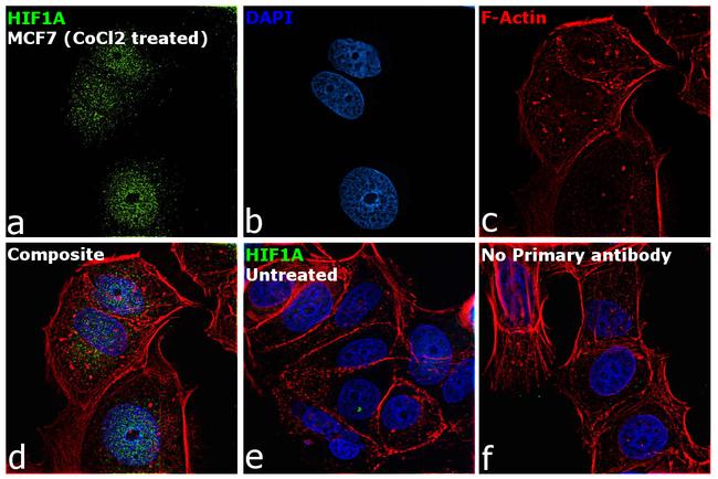 HIF1A Antibody