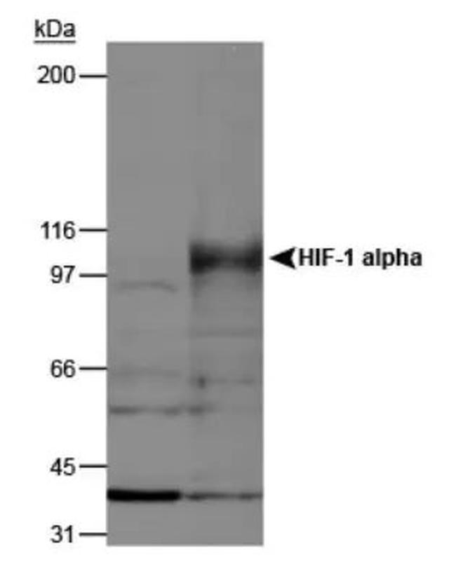 HIF1A Antibody in Western Blot (WB)