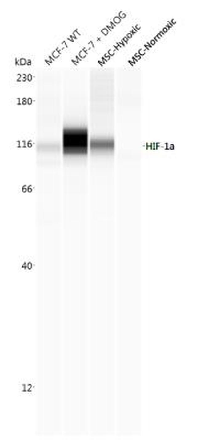 HIF1A Antibody in Western Blot (WB)