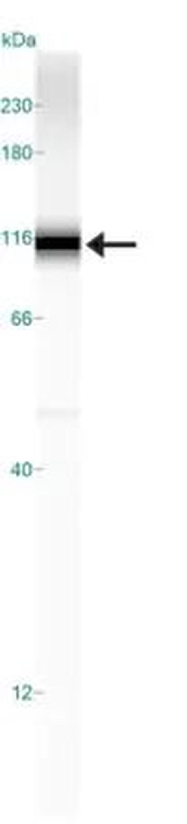 HIF1A Antibody in Western Blot (WB)