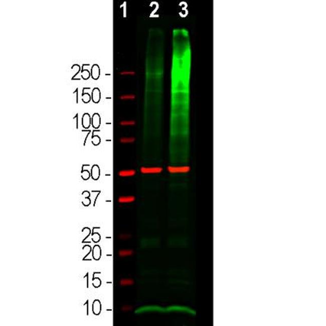 Ubiquitin Antibody in Western Blot (WB)