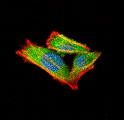 alpha Internexin Antibody in Immunocytochemistry (ICC/IF)