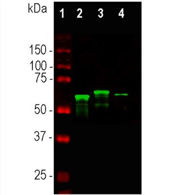 alpha Internexin Antibody in Western Blot (WB)