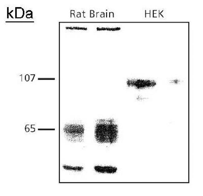 CADM1 Antibody in Western Blot (WB)