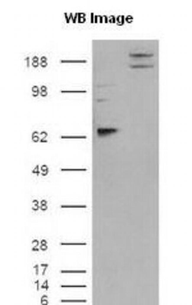 CADM1 Antibody in Western Blot (WB)