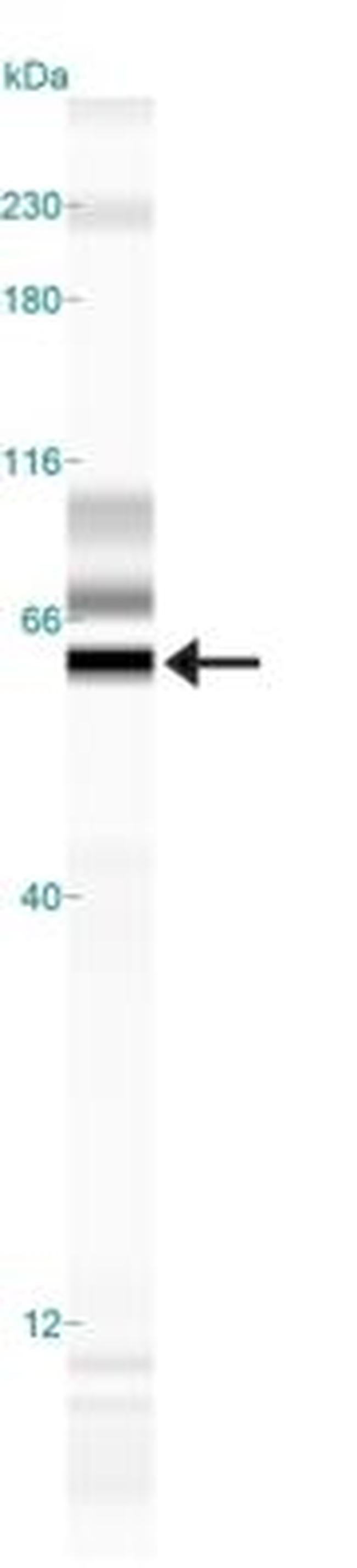 CADM1 Antibody in Western Blot (WB)