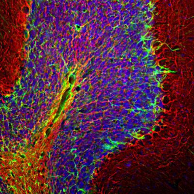 NF-H Antibody in Immunohistochemistry - Free Floating (IHC (Free))