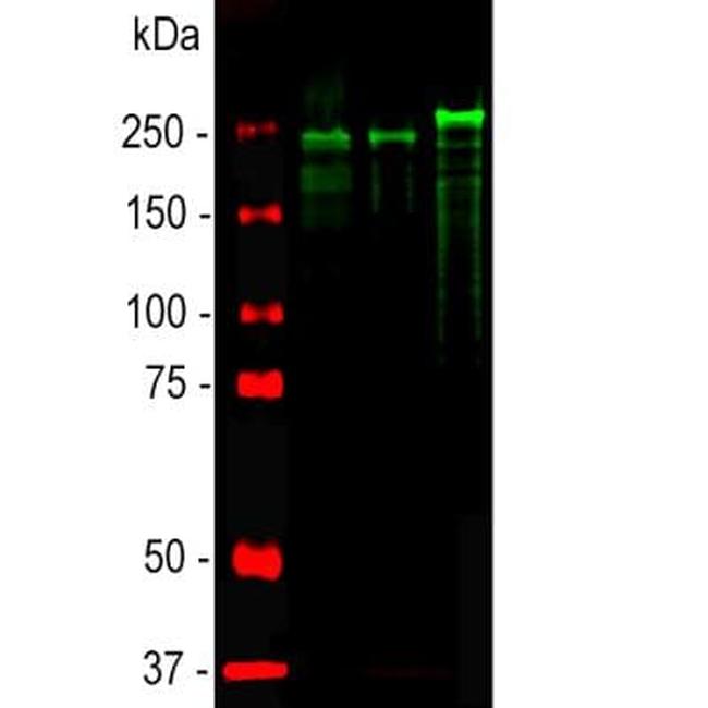 NF-H Antibody in Western Blot (WB)