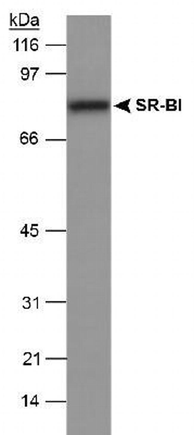 SR-BI Antibody in Western Blot (WB)