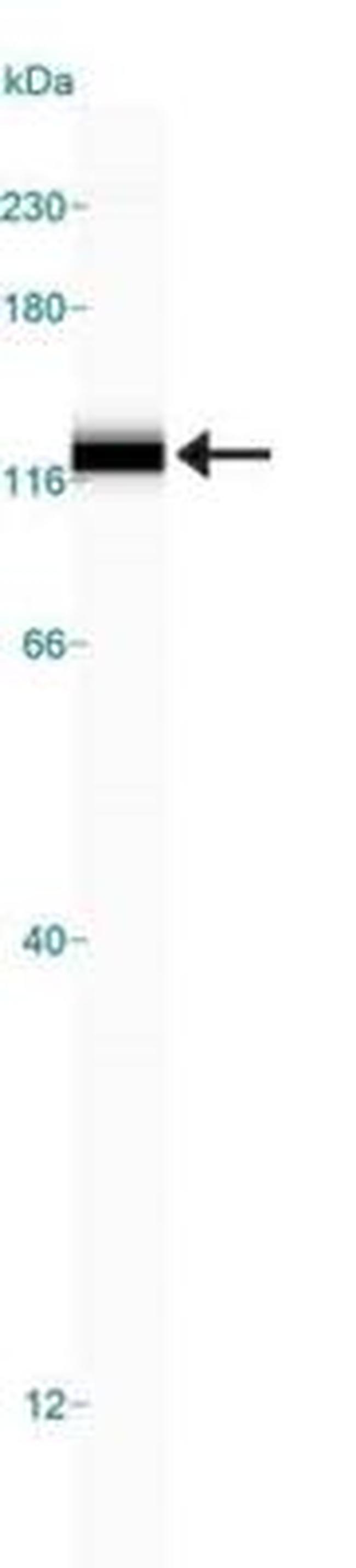 SR-BI Antibody in Western Blot (WB)