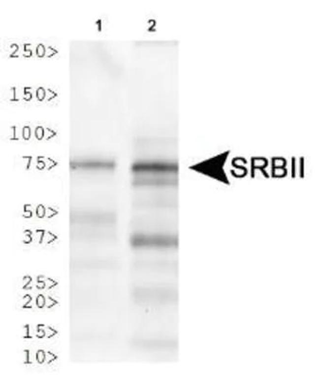 LIMP2 Antibody in Western Blot (WB)