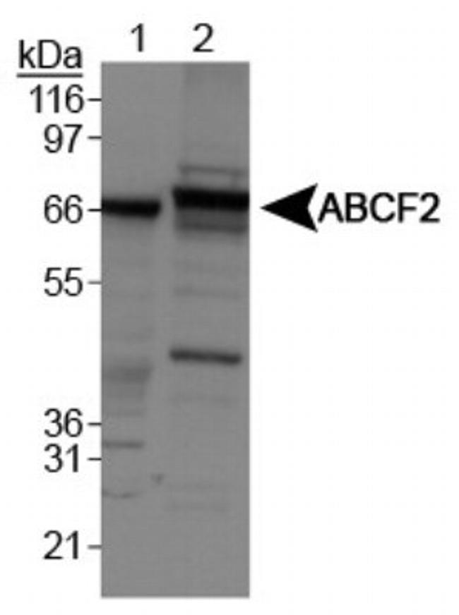 ABCF2 Antibody in Western Blot (WB)