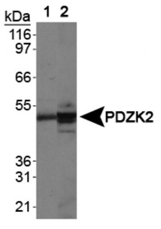 PDZD3 Antibody in Western Blot (WB)