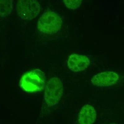 NuMA Antibody in Immunocytochemistry (ICC/IF)