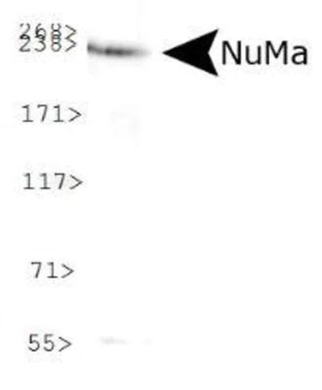 NuMA Antibody in Western Blot (WB)