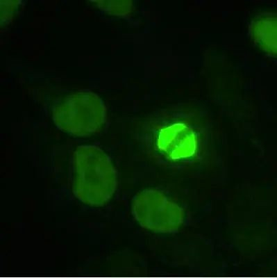 TPX2 Antibody in Immunocytochemistry (ICC/IF)