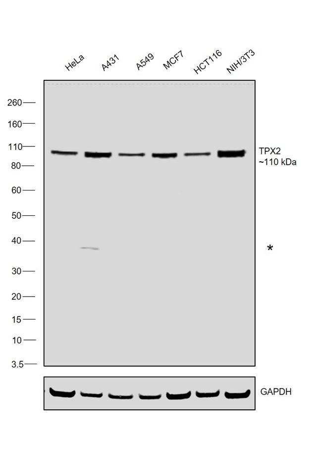 TPX2 Antibody in Western Blot (WB)