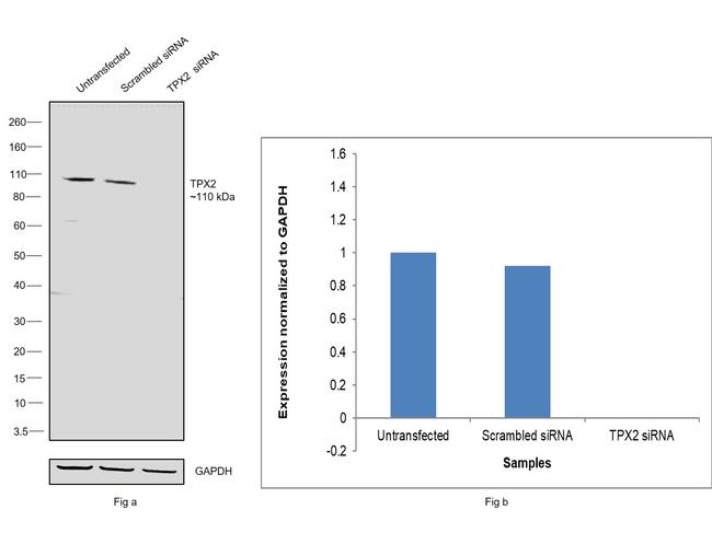 TPX2 Antibody in Western Blot (WB)