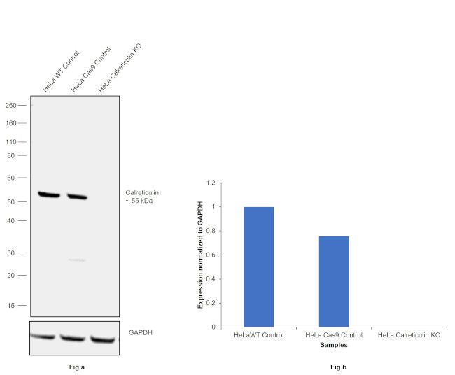 Calreticulin Antibody in Western Blot (WB)