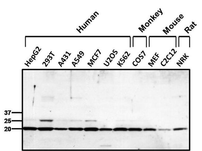 PRDX1 Antibody in Western Blot (WB)