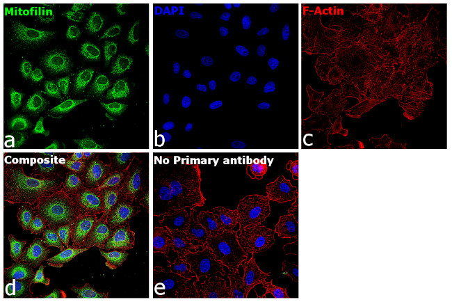 Mitofilin Antibody in Immunocytochemistry (ICC/IF)