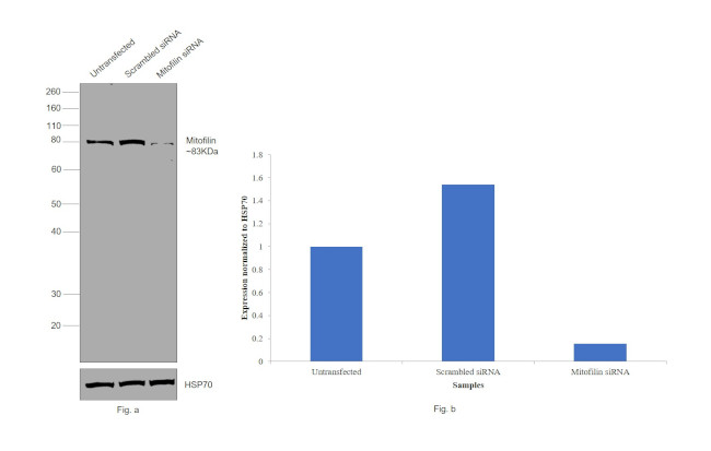 Mitofilin Antibody