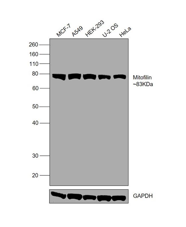 Mitofilin Antibody in Western Blot (WB)