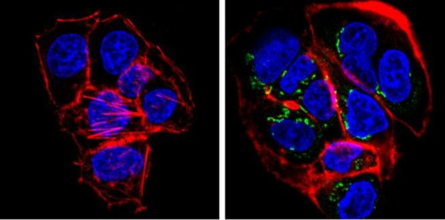 GRASP65 Antibody in Immunocytochemistry (ICC/IF)