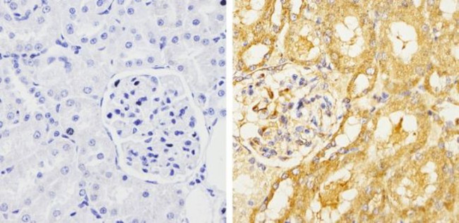 GRASP65 Antibody in Immunohistochemistry (Paraffin) (IHC (P))