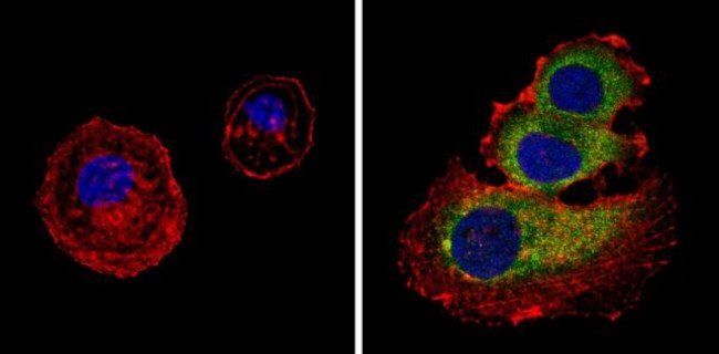 PAR6 Antibody in Immunocytochemistry (ICC/IF)