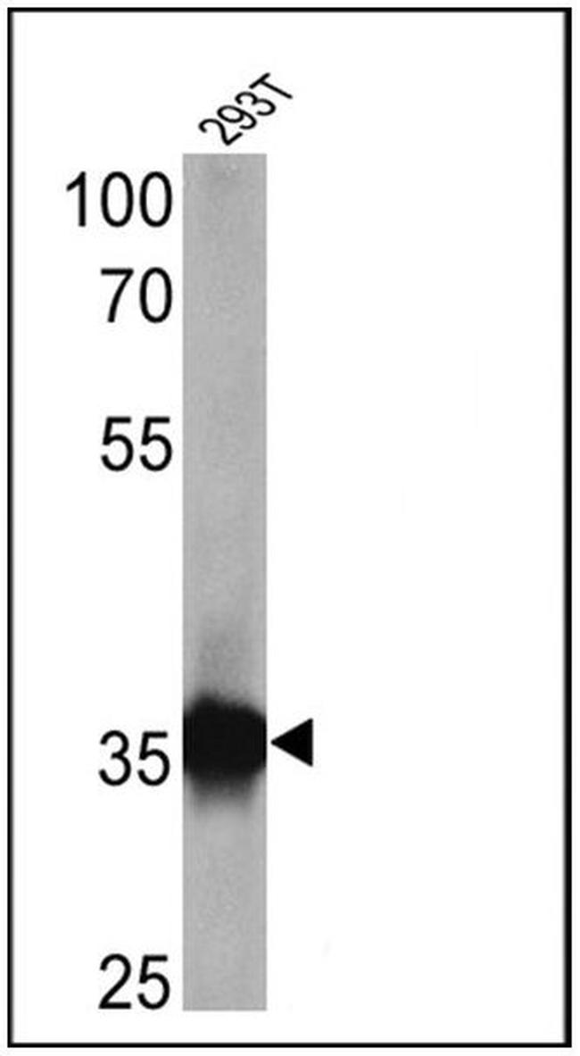 PAR6 Antibody in Western Blot (WB)