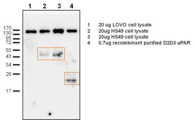 uPAR Antibody in Immunoprecipitation (IP)