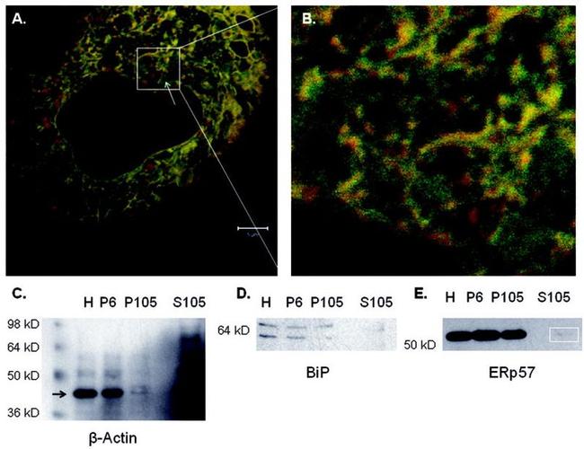 ERp57 Antibody in Western Blot (WB)