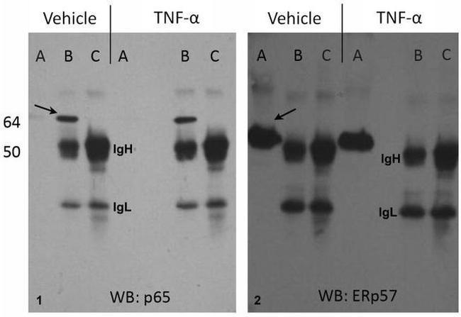 ERp57 Antibody in Western Blot, Immunoprecipitation (WB, IP)