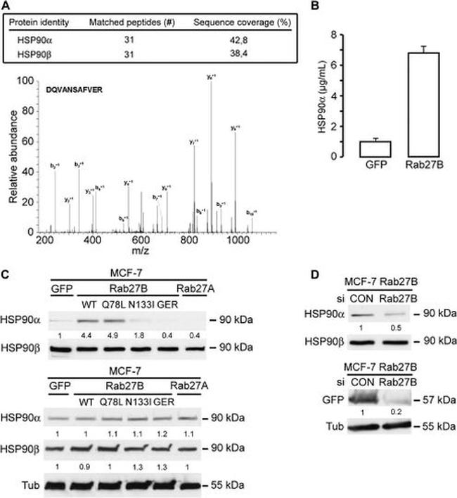 HSP90 alpha Antibody in Western Blot (WB)