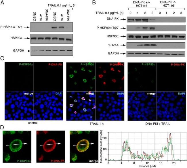 HSP90 beta Antibody in Western Blot (WB)