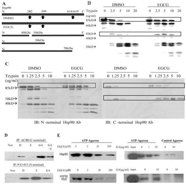 HSP90 alpha Antibody in Western Blot, Immunoprecipitation (WB, IP)